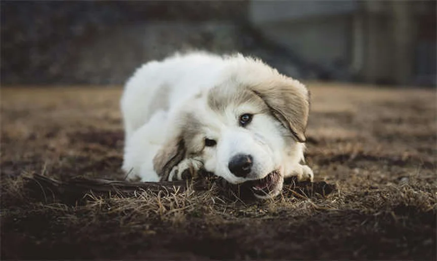 Why Does My Dog Bark So Much? 5 Common Reasons & Fixes
