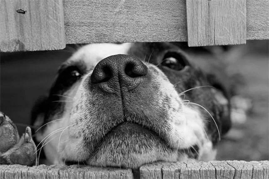 Why Does My Dog Bark So Much? 5 Common Reasons & Fixes