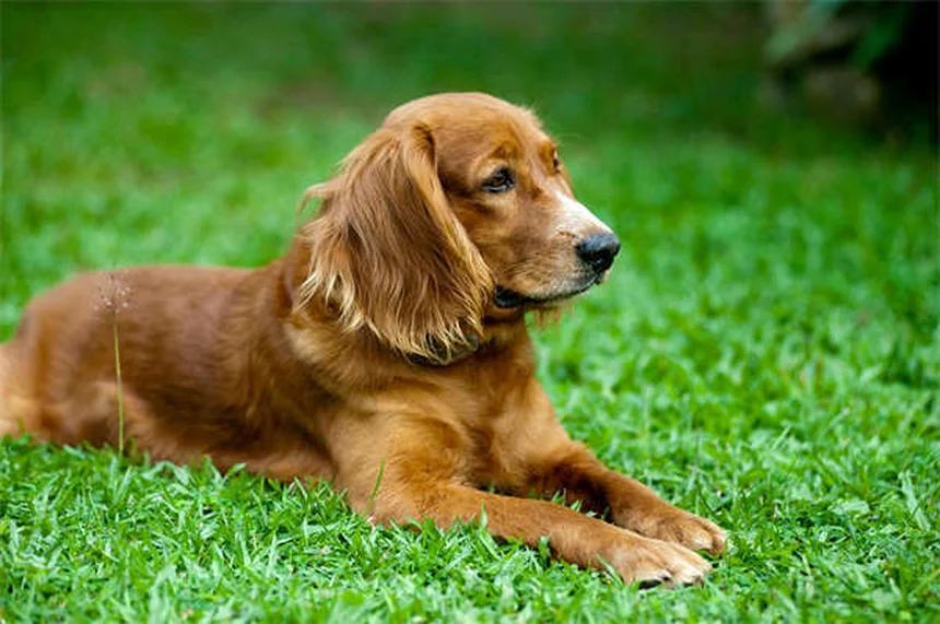 Why Does My Dog Bark So Much? 5 Common Reasons & Fixes