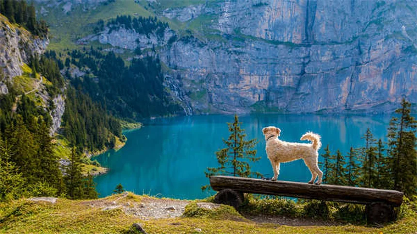 Leptospirosis in Rats: 5 Critical Facts Every Pet Owner Must Know