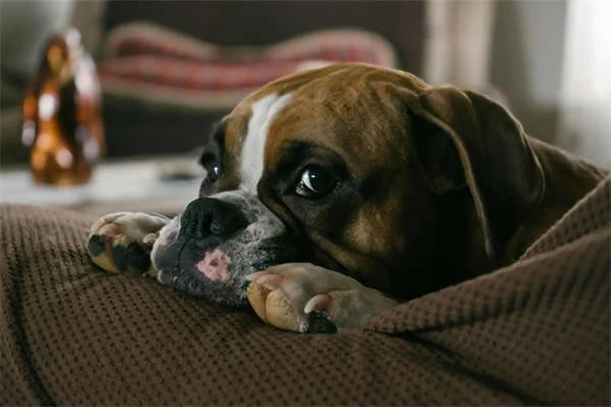 Leptospirosis in Rats: 5 Critical Facts Every Pet Owner Must Know