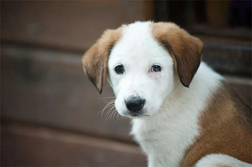 How Cold Is Too Cold for Dogs? Winter Safety Guide