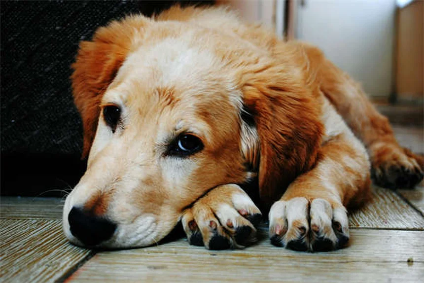 7 Ways Dogs Get Fleas & How to Prevent Them Fast