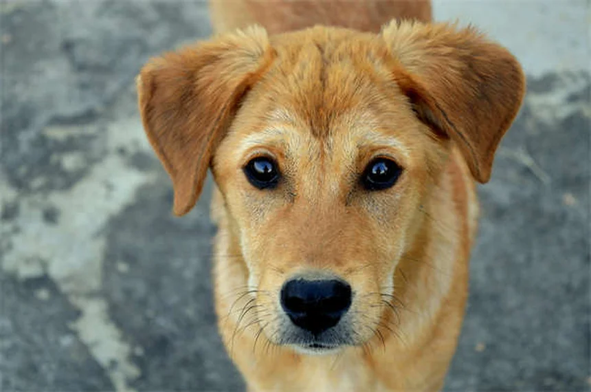 7 Ways Dogs Get Fleas & How to Prevent Them Fast
