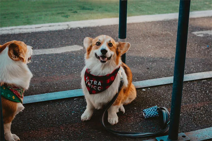 Dog Vomiting Blood? 5 Emergency Steps Every Owner Must Know