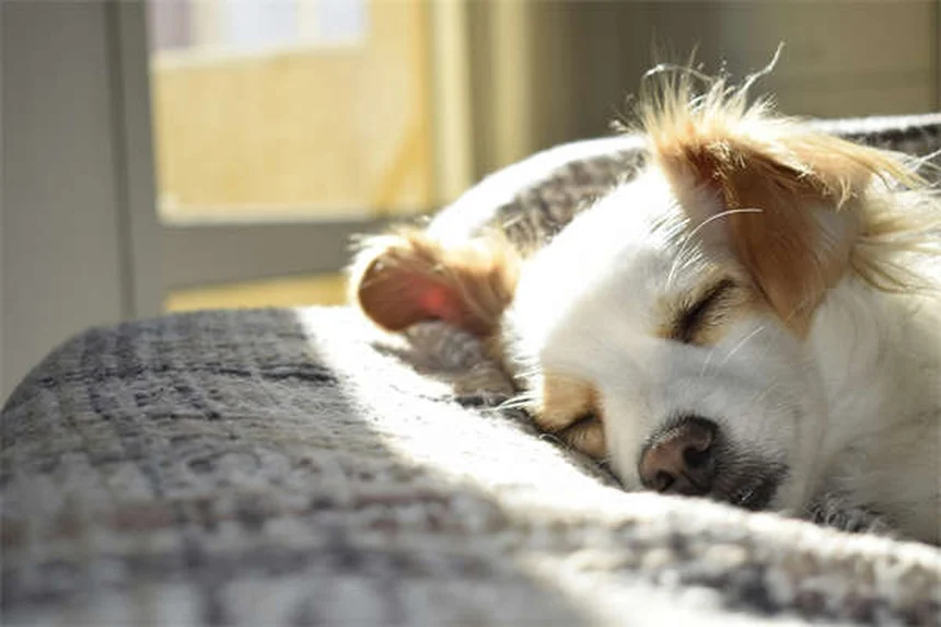 Dog Vomiting Blood? 5 Emergency Steps Every Owner Must Know