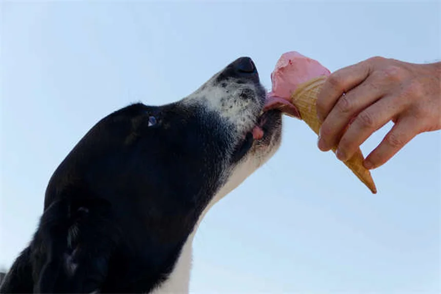 Dog Vomiting Blood? 5 Emergency Steps Every Owner Must Know