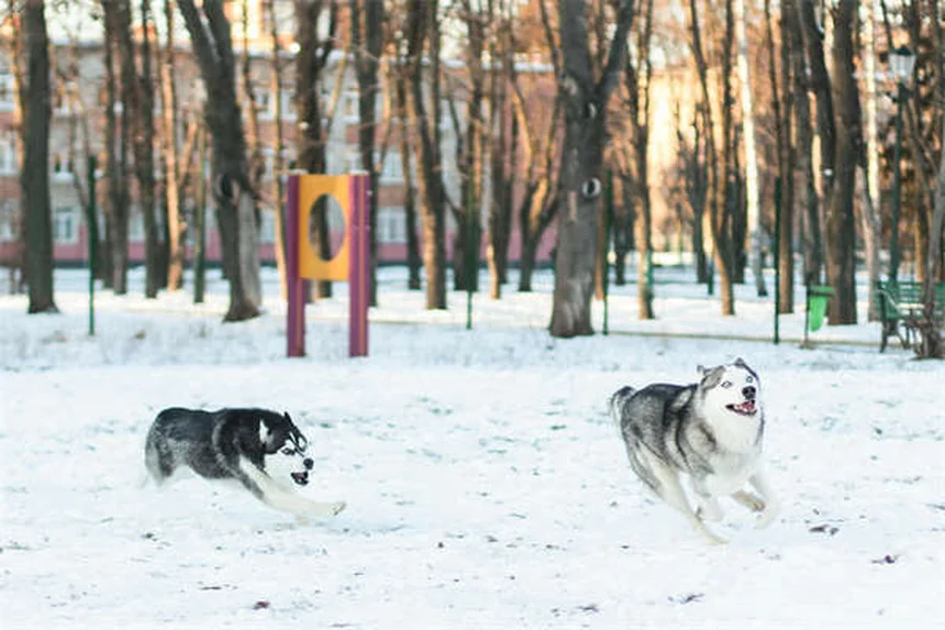 Salmonella in Dogs: 5 Warning Signs Every Pet Owner Must Know
