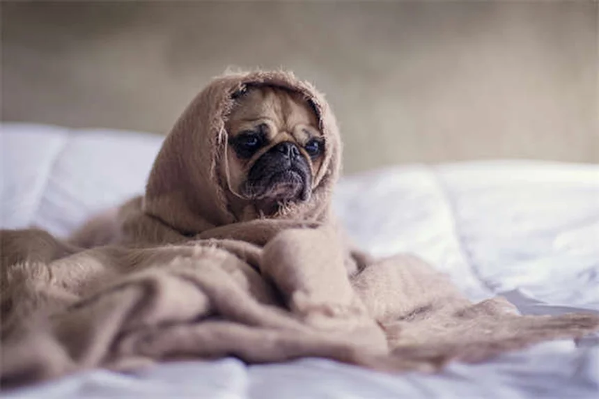 Salmonella in Dogs: 5 Warning Signs Every Pet Owner Must Know