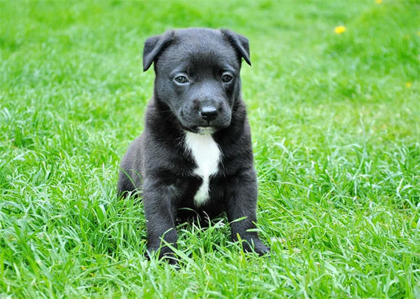 Dog Weight Loss: 5 Vet-Approved Tips to Help Your Pup Shed Pounds