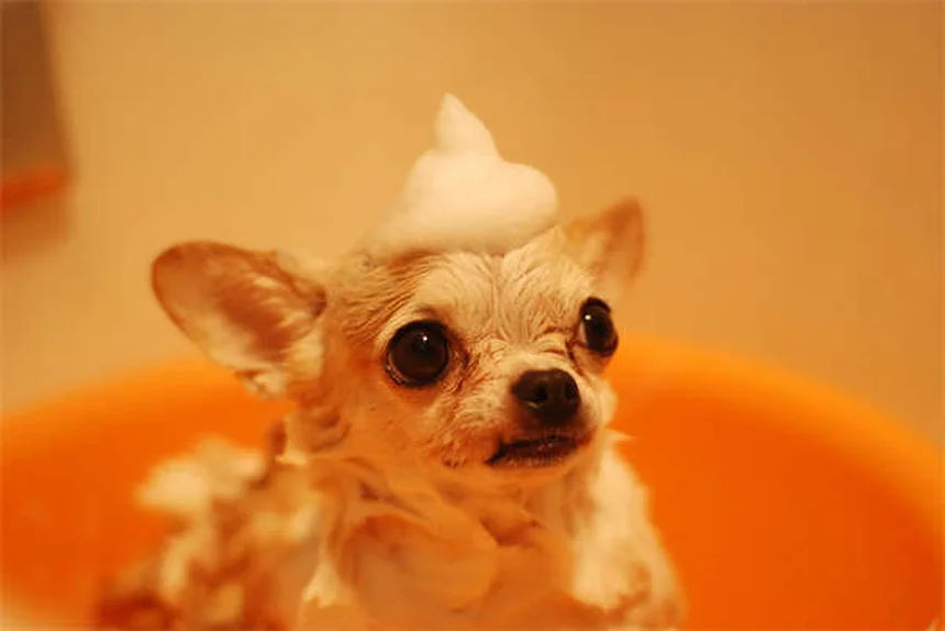 Dog Weight Loss: 5 Vet-Approved Tips to Help Your Pup Shed Pounds