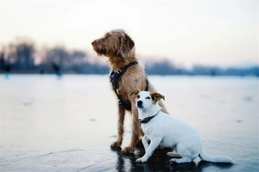 Why Is My House-Trained Dog Pooping Inside? 7 Common Causes & Fixes