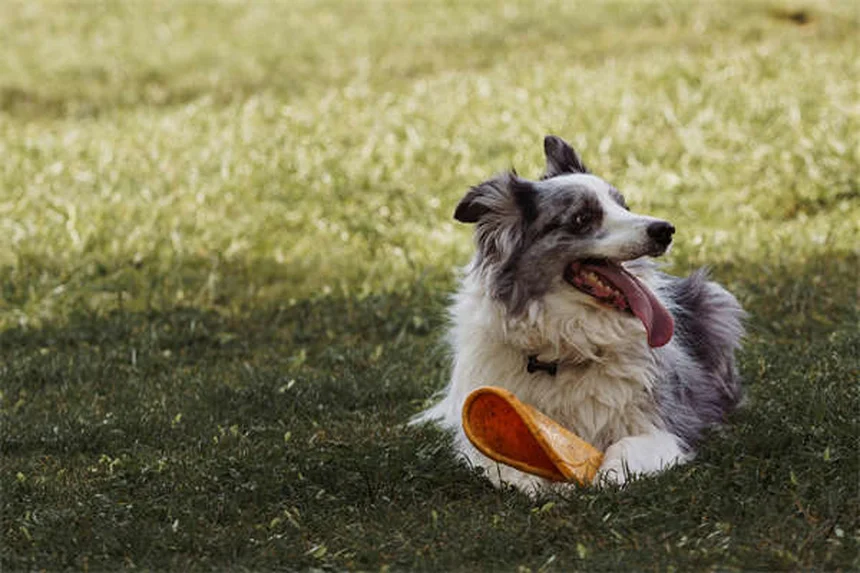 Why Is My House-Trained Dog Pooping Inside? 7 Common Causes & Fixes