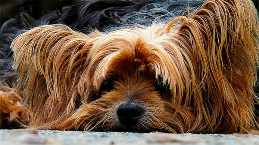 Why Is My House-Trained Dog Pooping Inside? 7 Common Causes & Fixes