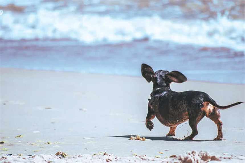 Dog Pooping Blood: 5 Urgent Signs You Can't Ignore