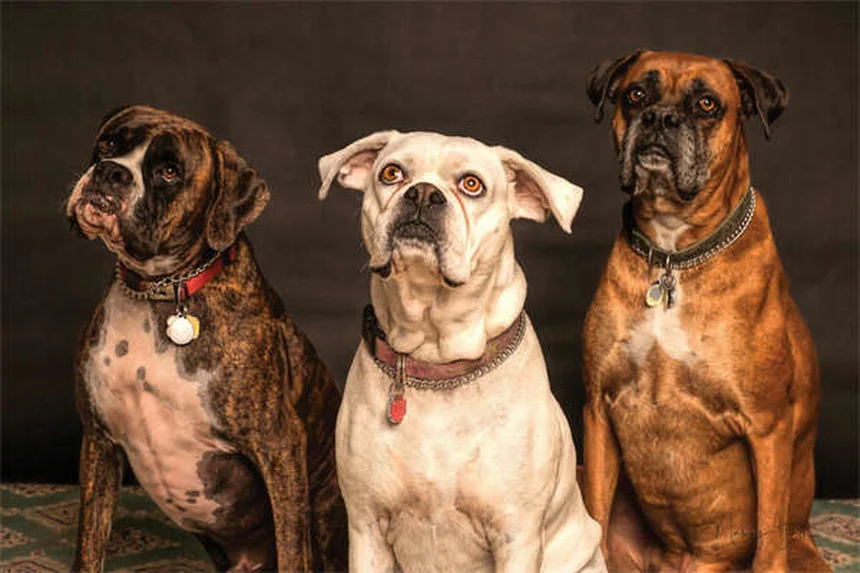 Dog Pooping Blood: 5 Urgent Signs You Can't Ignore