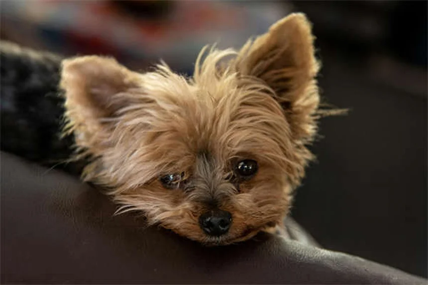 9 Clear Signs Your Pet Is Jealous (And How to Fix It Fast)