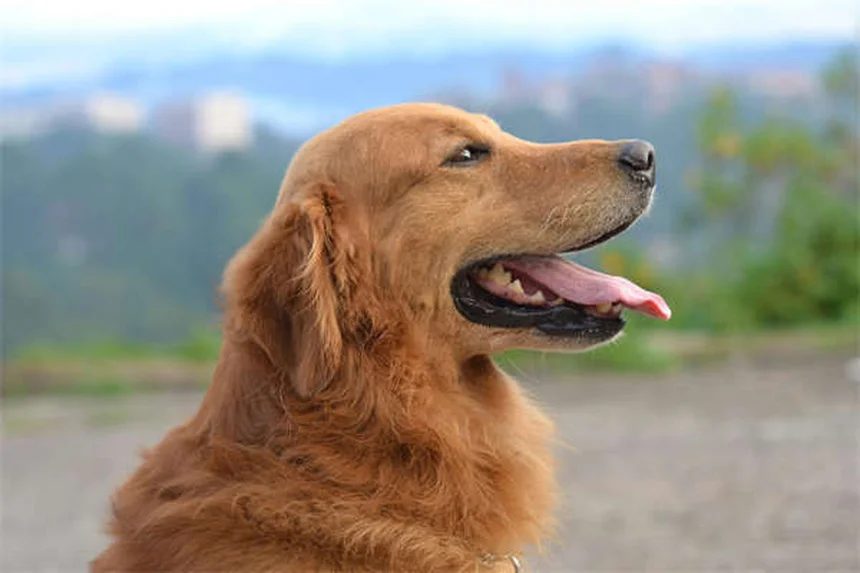 9 Clear Signs Your Pet Is Jealous (And How to Fix It Fast)