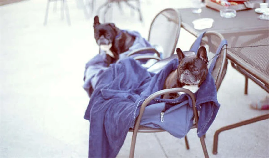 When Can Puppies Safely Be Around Other Dogs? Expert Guide