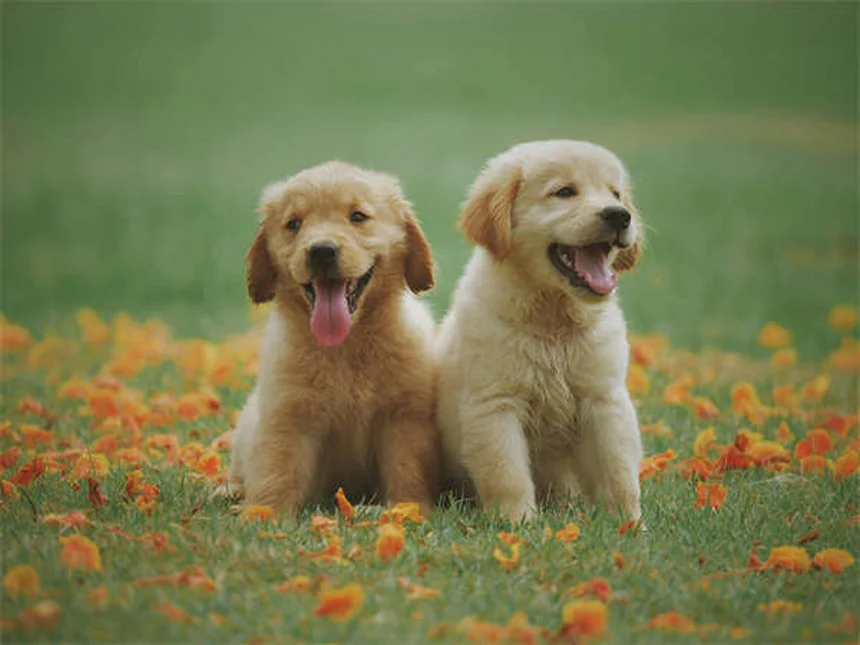When Can Puppies Safely Be Around Other Dogs? Expert Guide
