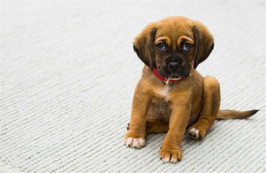 When Can Puppies Safely Be Around Other Dogs? Expert Guide