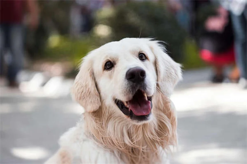 How to Spot and Treat Fleas on Dogs: 5 Signs Your Pup Has Fleas