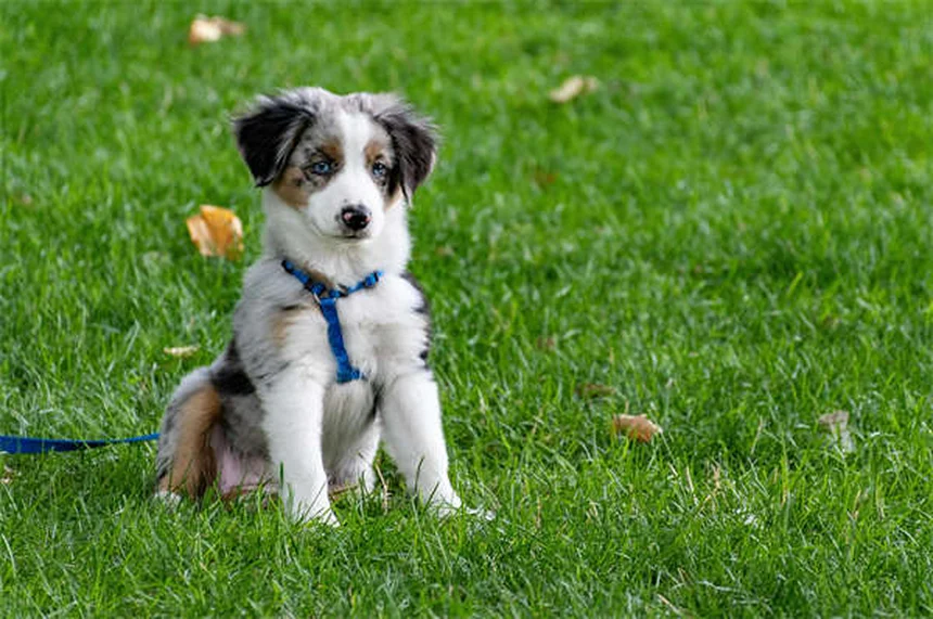 How to Spot and Treat Fleas on Dogs: 5 Signs Your Pup Has Fleas