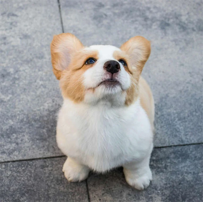 Can Dogs Laugh? The Surprising Truth About Canine Happiness