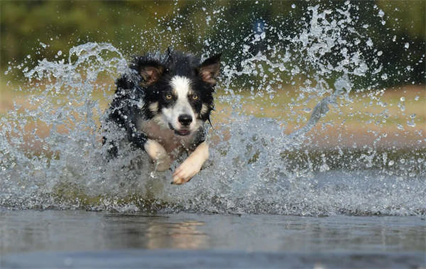 5 Best Touch Screen Games for Senior Dogs (2024 Guide)
