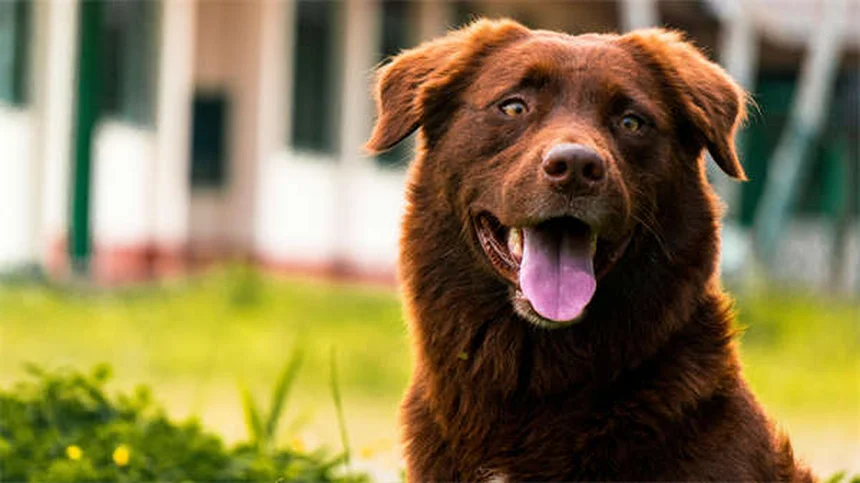Guinea Pig Diarrhea: Causes, Symptoms & Emergency Care