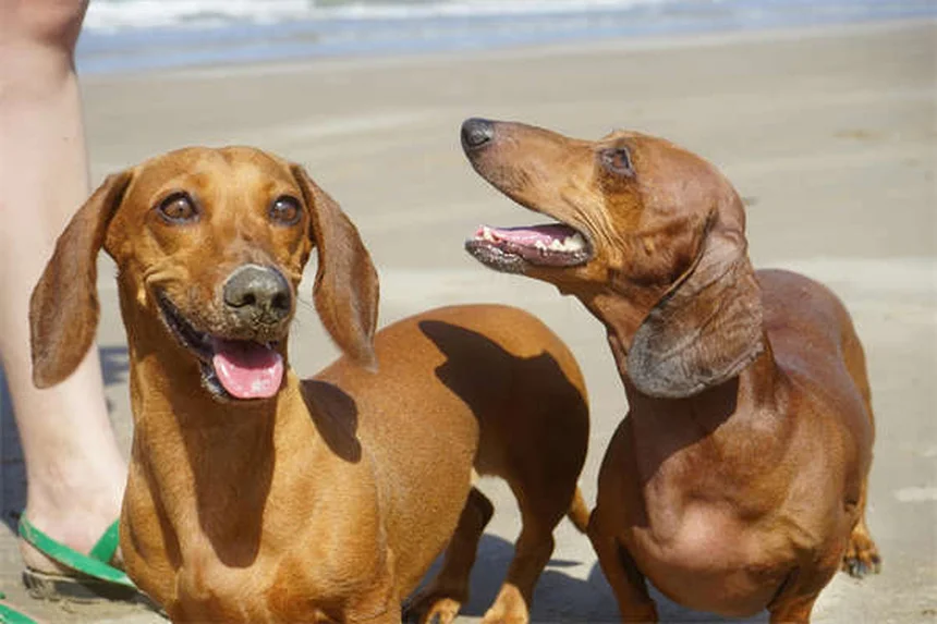 Clownfish Care: 6 Must-Know Facts for Pet Owners
