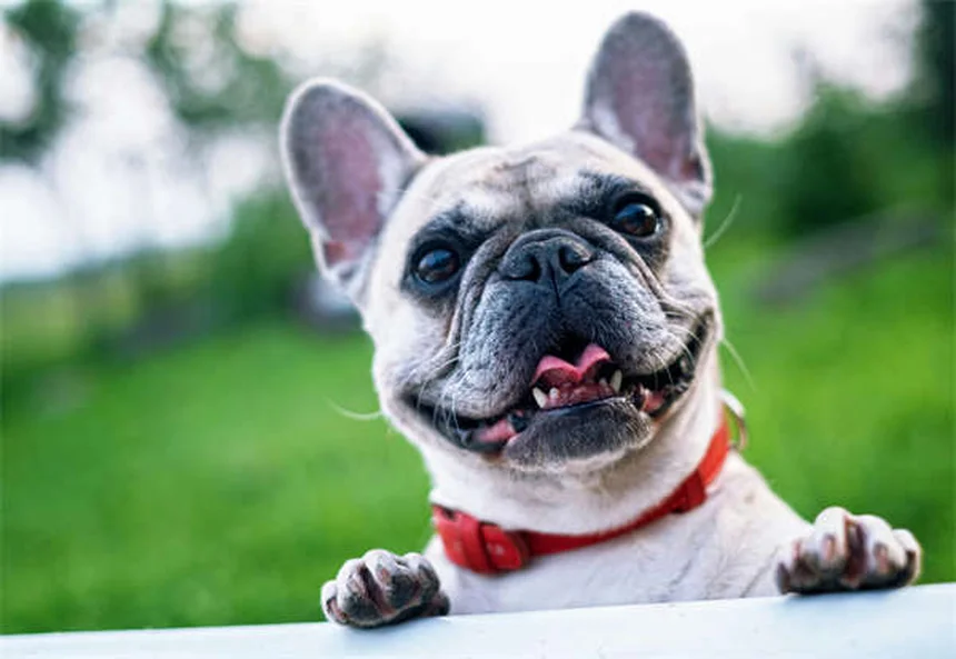 Chinchilla Ear Trauma: Symptoms, Treatment & Prevention Tips