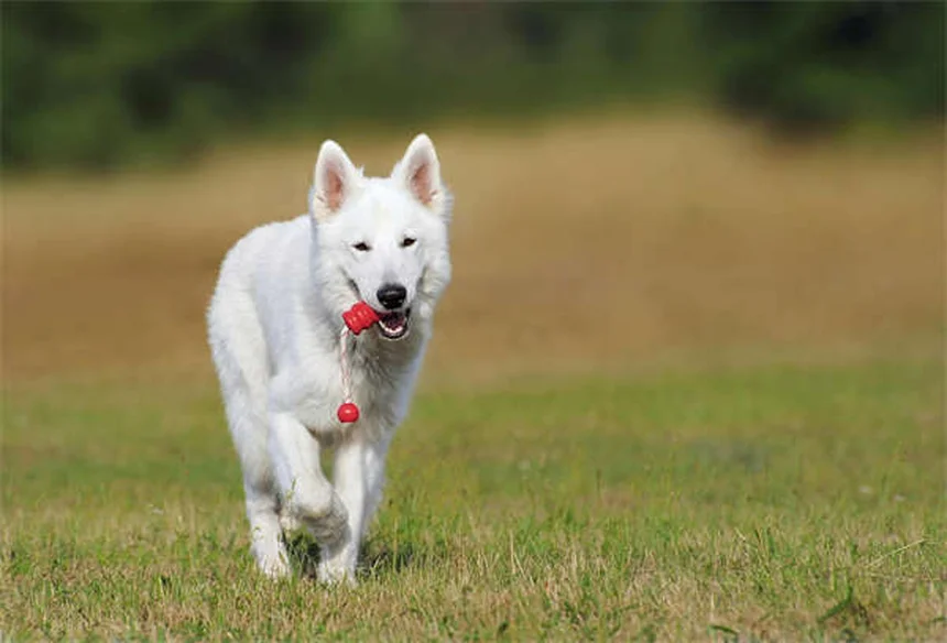 Chinchilla Ear Trauma: Symptoms, Treatment & Prevention Tips