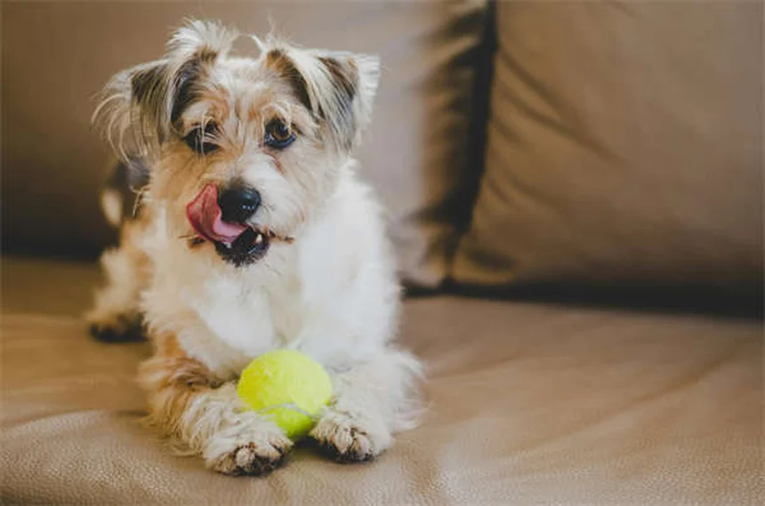 Arenavirus in Hamsters: Symptoms, Treatment & Prevention Tips