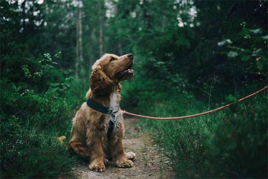Dog Eye Discharge: 5 Types & When to See a Vet
