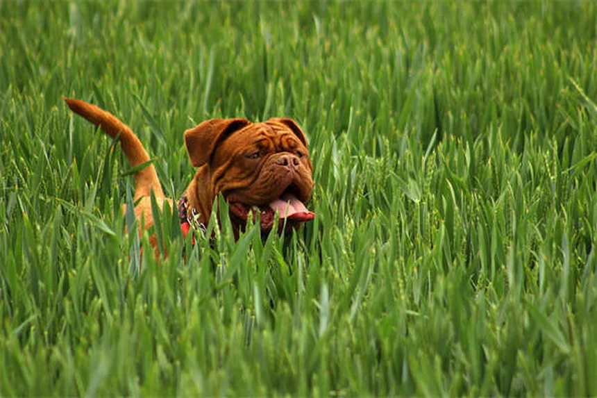 Dog Eye Discharge: 5 Types & When to See a Vet