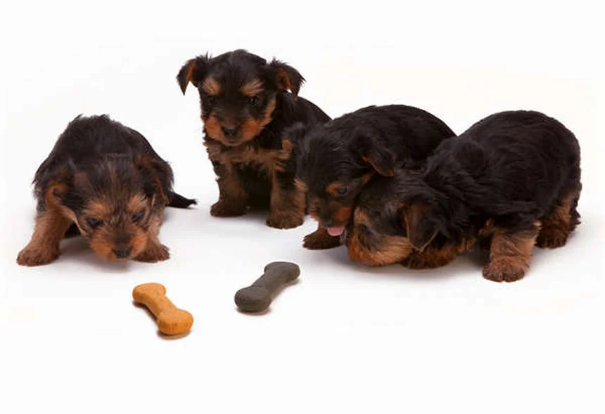 Guinea Pig Lymphadenitis: Symptoms, Treatment & Prevention Tips