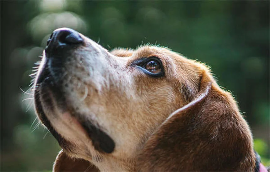 Ringworm in Rats: Symptoms, Treatment & Prevention Tips
