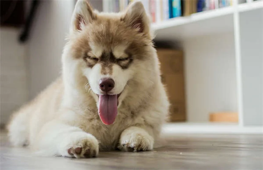 12 Best Hypoallergenic Cat Breeds for Allergy Sufferers