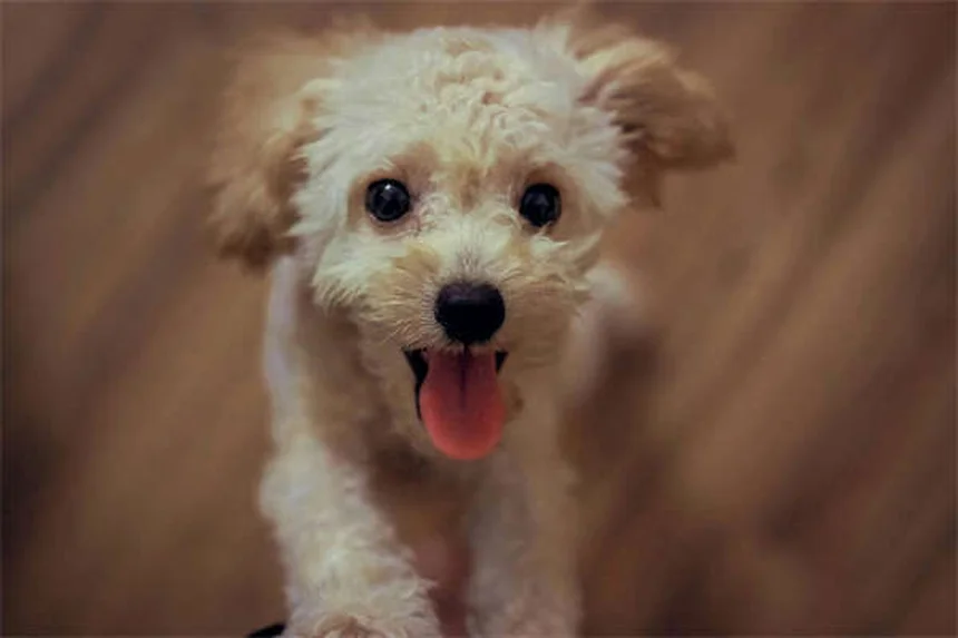 5 Proven Ways to Stop Compulsive Dog Behaviors Fast