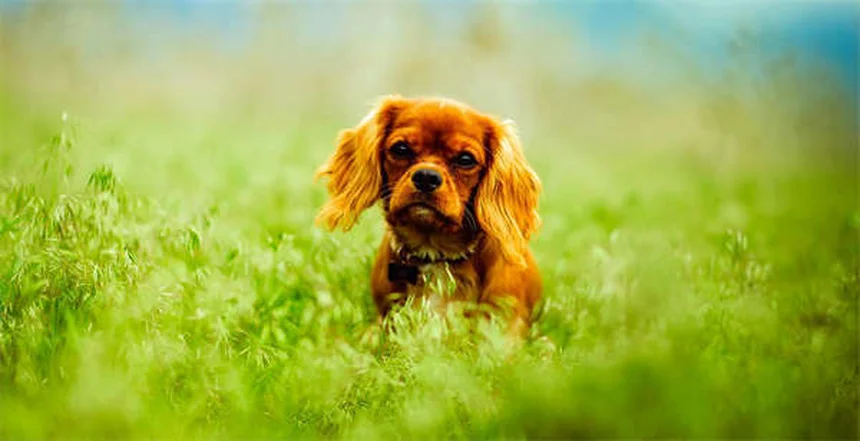 5 Proven Ways to Stop Compulsive Dog Behaviors Fast