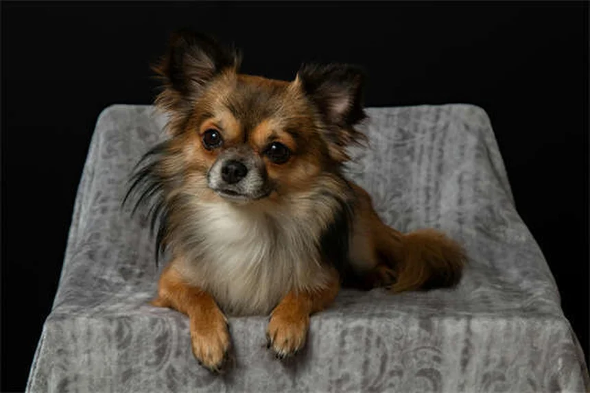 5 Proven Ways to Stop Compulsive Dog Behaviors Fast