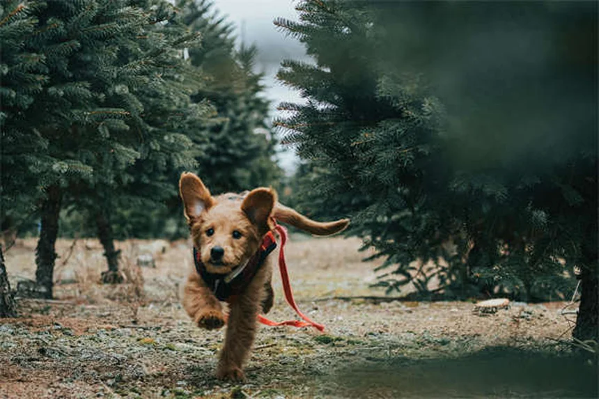 Dog Heat Cycle Explained: Signs, Duration & Care Tips