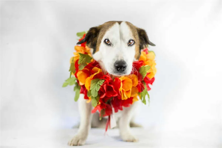 Senior Dog Care: 7 Essential Tips for Your Aging Canine Companion