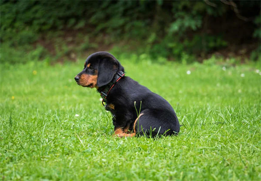 Senior Dog Care: 7 Essential Tips for Your Aging Canine Companion
