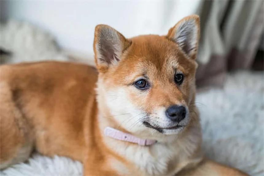 Senior Dog Care: 7 Essential Tips for Your Aging Canine Companion